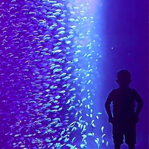 Meet your Posher, Carrie